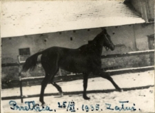 8. Przełbica. Załuż, 25 XI 1935