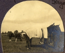 128. Przed siodłaniem