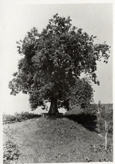 12. Jesion. Załuż, 1937