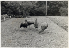 48. Pawie w Jasionowie. 1937