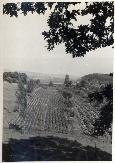 59. Sad w Załużu. Drzewa owocowe. 1938