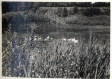 63. Staw przed dworem. Załuż, 1938