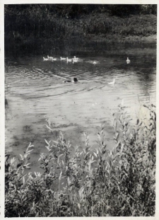 65. Stawy przed dworem. Polowanie. Załuż, 1938