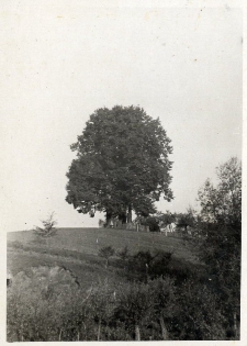 70. Grupka lip. Załuż, 1938