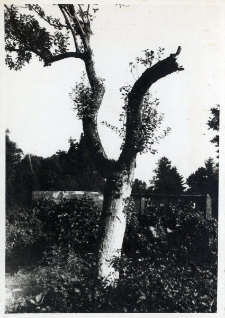 130. Jabłoń złamana przez burzę. 1938