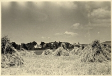 211. Żniwa. Załuż, 1939