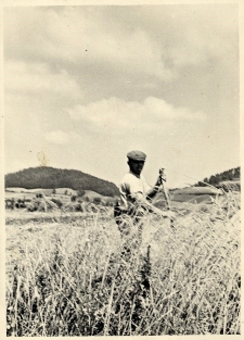 212. Żniwa. Załuż, 1939