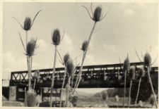 257. [Most kolejowy w Załużu]