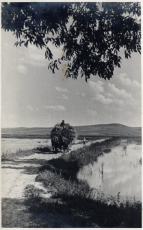 21. [Żniwa. Zarszyn, 1942]