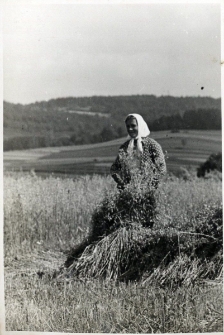 65. [Żniwa. Zarszyn, 1942]