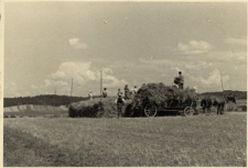 69. Żniwa. Zarszyn, 1942