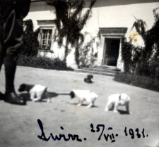 163. [Foksterriery ostrowłose Stefana Wiktora w Świrzu. Świrz, 25 VII 1931]