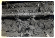 10. Winorośl. Załuż, 1934