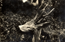 44. Rogacz ubity przez pułk. Zahaczewskiego w Załużu. 1933