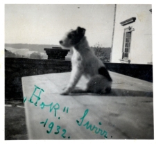 93. [Foksteriery ostrowłose Stefana Wiktora w Świrzu. "Hor". Świrz, 1932]