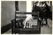 95. ["Muki" z "Bijanem". Załuż, 1933]