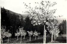 59. Sady w Załużu. 1938