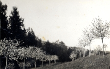 60. Sady w Załużu. 1938