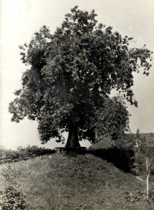 174. [Drzewo na wzg&oacute;rzu. Załuż, 1938]