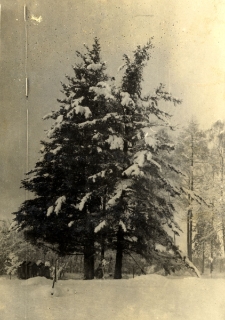 64. Sosny w ogrodzie. Załuż, 1937