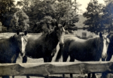 159. [Trzy konie w stadninie]