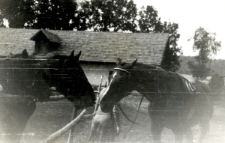 163. [Konie w stadninie]