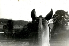 169. [Widok z perspektywy jeźdźca]