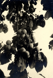 179. [Dojrzewające brzoskwinie]