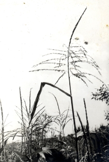 188. [Rośliny trawiaste]