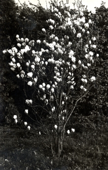 11. [Kwitnący krzew]