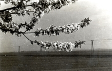 13. [Kwitnące drzewo na tle linii kolejowej]