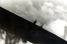 21. [Gołębie na brzegu dachu]