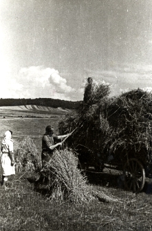 44. [Żniwa. Zarszyn, 1942]