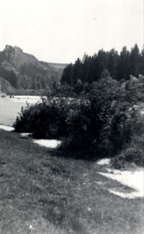 [Krzewy nad rzeką z lasem w tle]